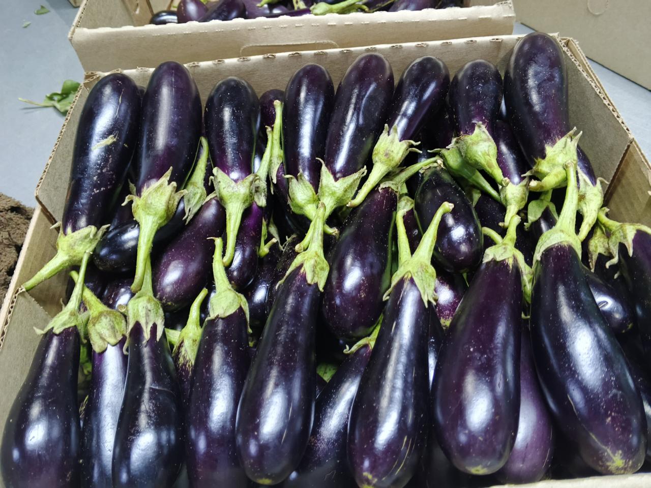 Fresh aubergines